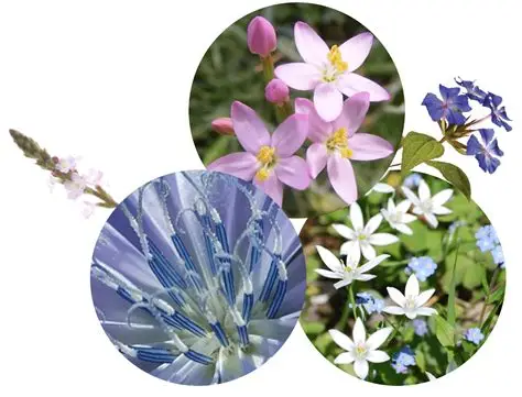 Les 38 Fleurs de Bach